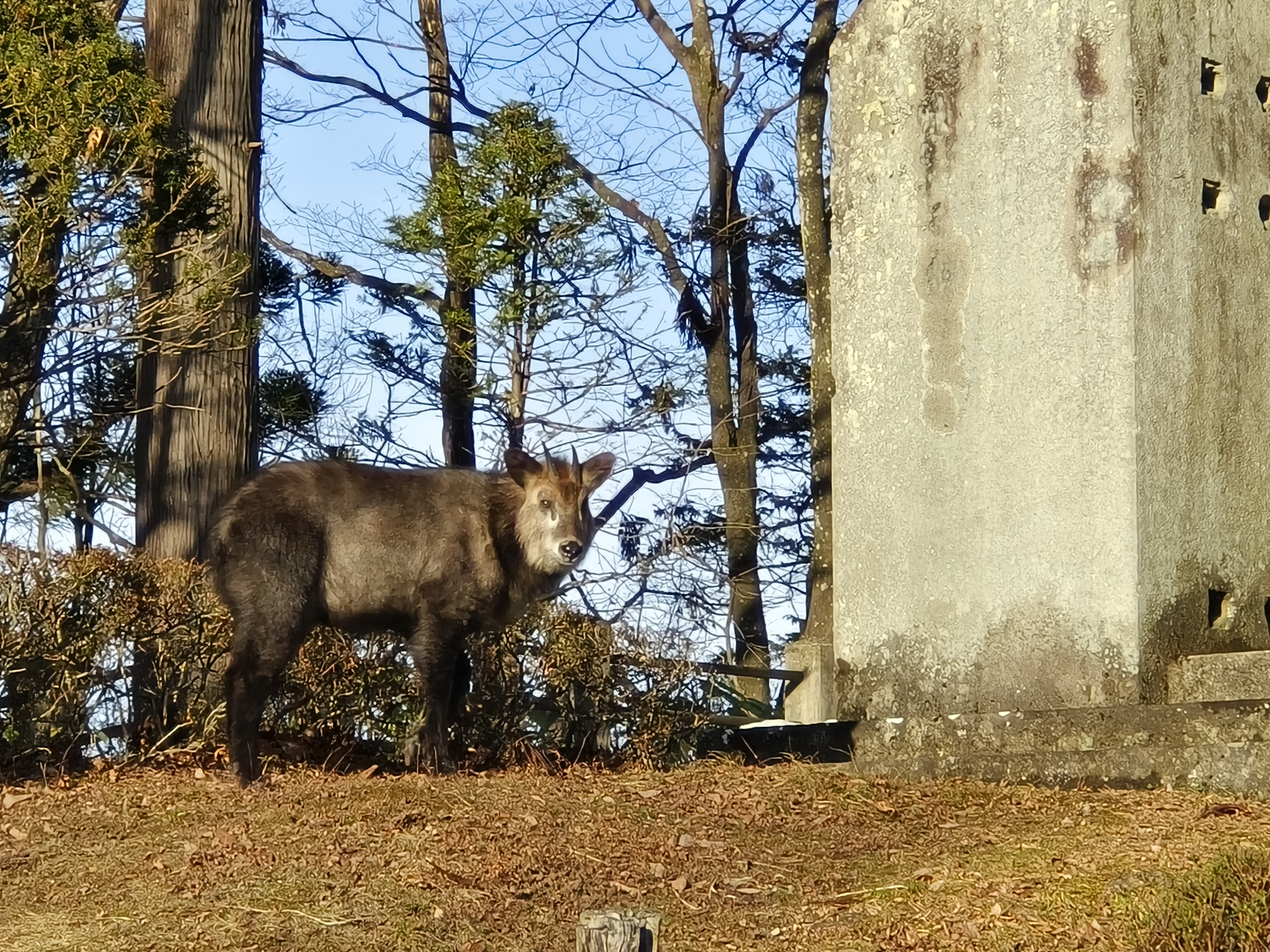 山中偶遇的日本狍